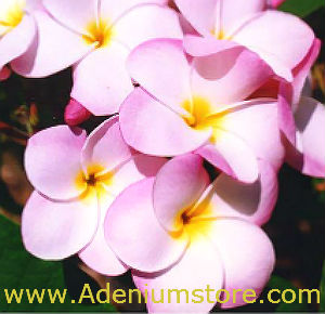 (image for) Plumeria Seeds 'Francoise' (6 Seeds) - Click Image to Close